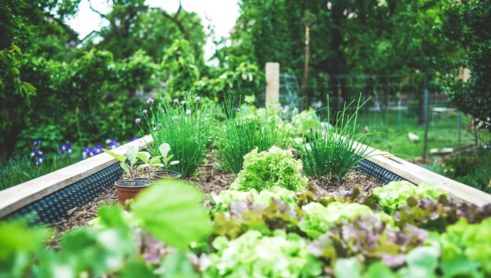 9 Steps Towards Your Eco Garden