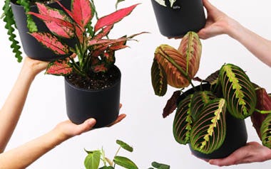 Our 17 Favourite Colourful Indoor Plants